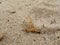 Mayfly sitting on sand