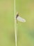Mayfly sitting on straw on green background