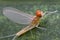 Mayfly Super Macro