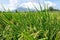 Mayon volcano rice fields