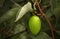 Maypop fruit of passiflora incarnata aka passion flower vine