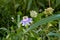 Maypop Passion Flower Passiflora Incarnata (In The Flesh)