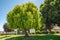 Mayten tree, Maytenus boaria, a very attractive evergreen weeping tree