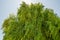 Mayten tree, Maytenus boaria, a very attractive evergreen weeping tree