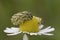 Mayweed caterpiller feeding on weed