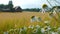 Mayweed flowers in the field