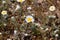 The Mayweed species Anthemis ruthenica