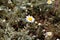 The Mayweed species Anthemis ruthenica