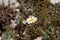 The Mayweed species Anthemis ruthenica