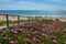 Mazagon beach , access to the beach with pink flowers , Huelva , Spain