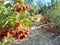 Mazanita, Arctostaphylos pringlei, in the late Fall Afternoon 2