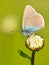 Mazarine Blue Butterfly on a flower