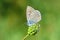 The Mazarine blue butterfly or Polyommatus semiargus