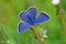 The Mazarine blue butterfly or Polyommatus semiargus