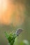 Mazarine blue, Cyaniris semiargus resting on plant