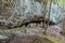 Mazarna cave in Big Fatra, Slovakia