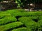 Maze-like shape of dense evergreen hedge with formal trimming and cut in bright summer day light