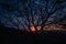 Maze Of Tree Branches Silhouetted At Sun Rise