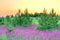 Mazing spring landscape with  flowering purple flowers in meadow