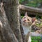 McCavity, orange and white kitten, focused on bird feeder activity outside the frame of photo.