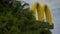 McDonalds logo. Fast-food restaurant outdoor advertising of yellow sign on sky