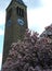 McGraw Clock Tower magnolia tree in bloom in Ithaca