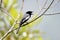 McGregor\'s Cuckooshrike