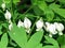 Mclean Dutchman Breeches flower 2016