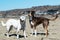 McNab Border Collie and a Blue Heeler Mix standing on the beach at the California Coast