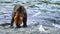 McNeil River Grizzly Bear Devours Salmon