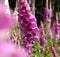 Mead with purple and white foxgloves