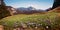 Meadow with alpine crocus, purple and white