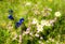 Meadow in the alps with gentiana flowers