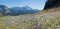 Meadow in the alps with purple and white spring crocus