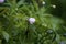 Meadow Anemone   807236