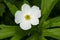 Meadow Anemone - Anemonastrum canadense