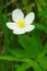 Meadow Anemone - Anemone canadensis