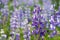 Meadow of arctic lupines, Iceland