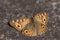 Meadow Argus Butterfly