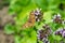 Meadow Argus Butterfly on flowering oregano