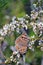 Meadow Argus butterfly on white flowers