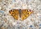 The meadow argus Junonia villida is a butterfly in the family Nymphalidae, commonly found in Australia.