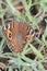 Meadow Argus Meadow Butterfly