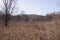 Meadow in the Arnold Arboretum in Late Winter/Early spring