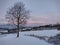 The meadow with aspen tree (populus tremula) in winter with snow around