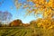 Meadow in autumn colors