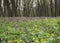 Meadow with ayuga flowers in the forest 2