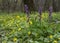 Meadow with ayuga flowers in the forest