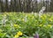 Meadow with ayuga flowers in the forest