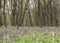 Meadow with ayuga flowers in the forest 4